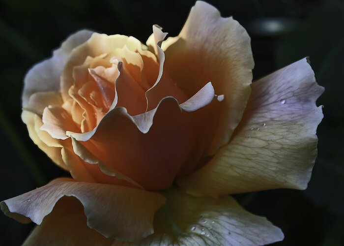 Domestic Flora Greeting Card featuring the photograph Soft Rose #1 by Doug Scrima
