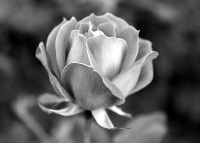Rose Greeting Card featuring the photograph Rose - bw by Beth Vincent