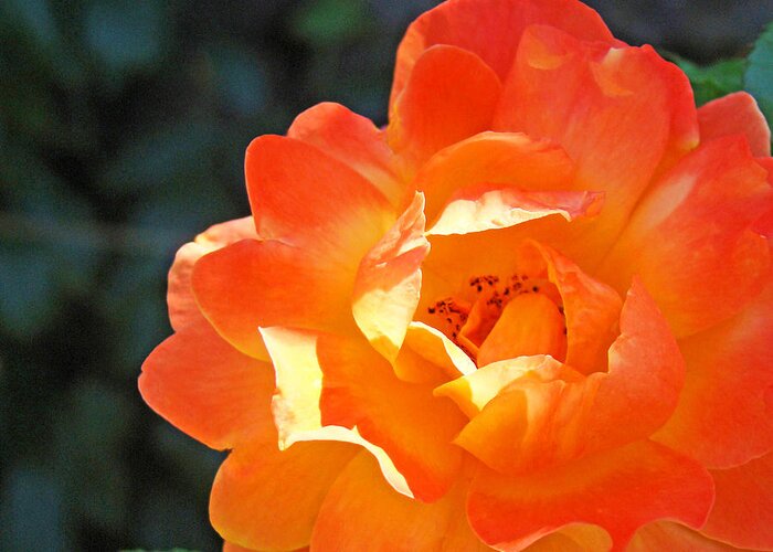 Rose Greeting Card featuring the photograph Rose Flower Garden Orange Roses art prints Baslee by Patti Baslee
