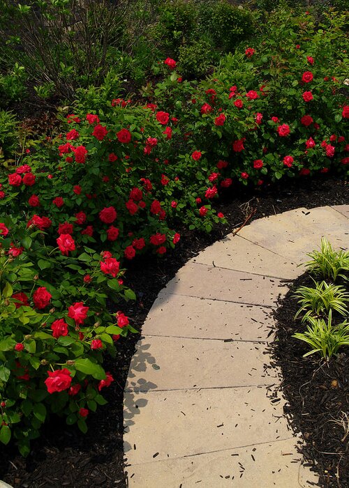 Flowers Greeting Card featuring the photograph Rose Garden Path by Dorothy Lee