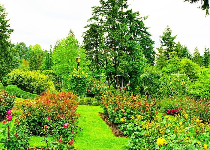 Rose Garden Greeting Card featuring the photograph Rose garden, Portland Oregon by Merle Grenz