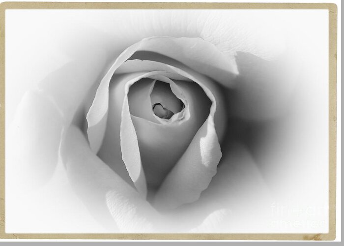 Rose Greeting Card featuring the photograph Rose - High Key by Stefano Senise