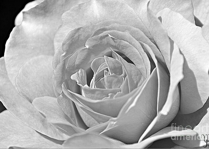 Rose Greeting Card featuring the photograph Rose In Black And White by Mindy Bench