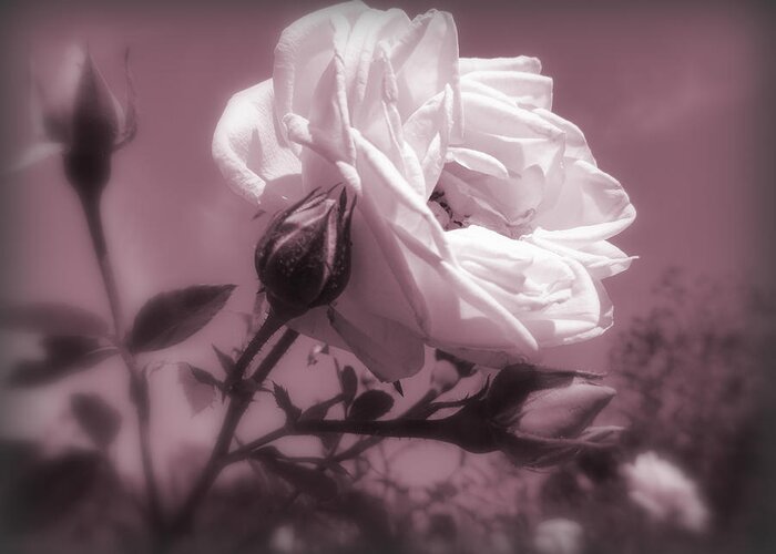 New Dawn Climbing Rose Greeting Card featuring the photograph Rose in Rose by Susan Lafleur