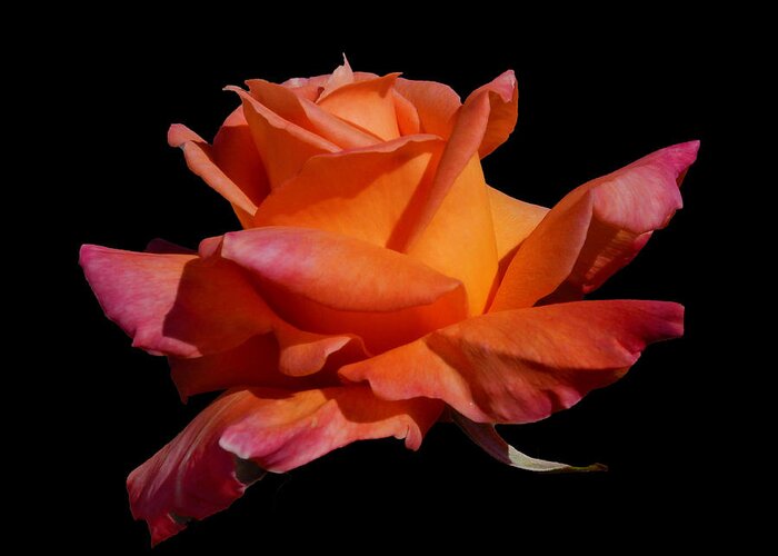 Rose Greeting Card featuring the photograph Rose by Mark Blauhoefer