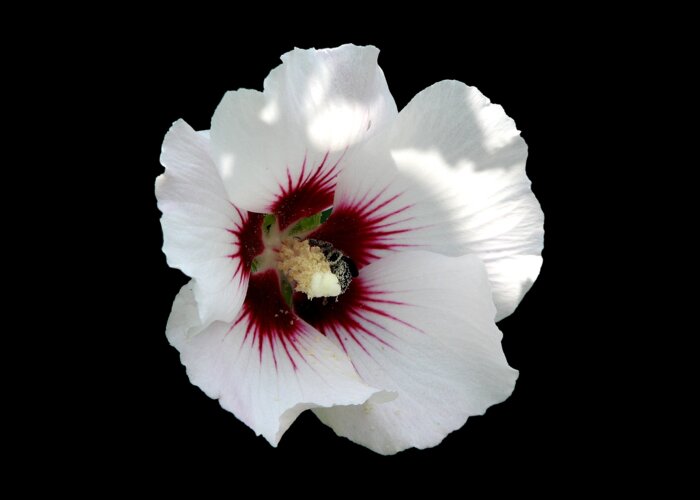 Rose Of Sharon Greeting Card featuring the photograph Rose of Sharon Flower and Bumble Bee by Rose Santuci-Sofranko