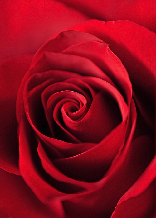 Macro Of Flowers Greeting Card featuring the photograph Rose Red by Laura Mountainspring
