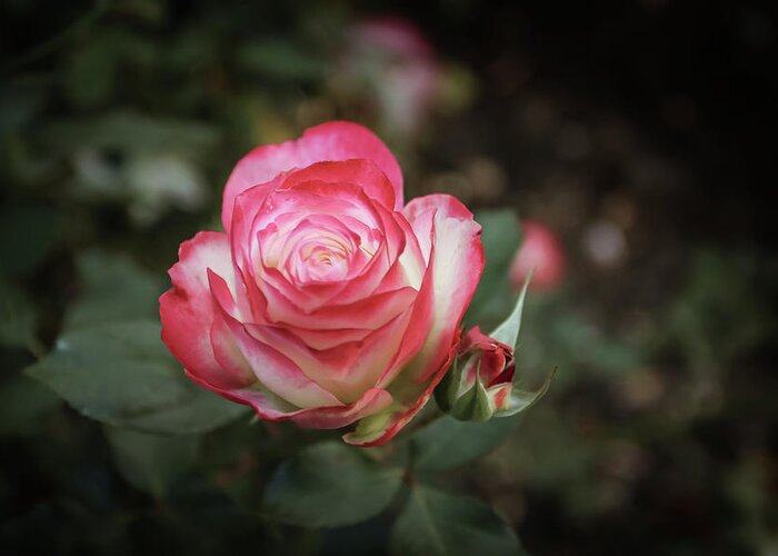  Greeting Card featuring the photograph Rose by Tony HUTSON