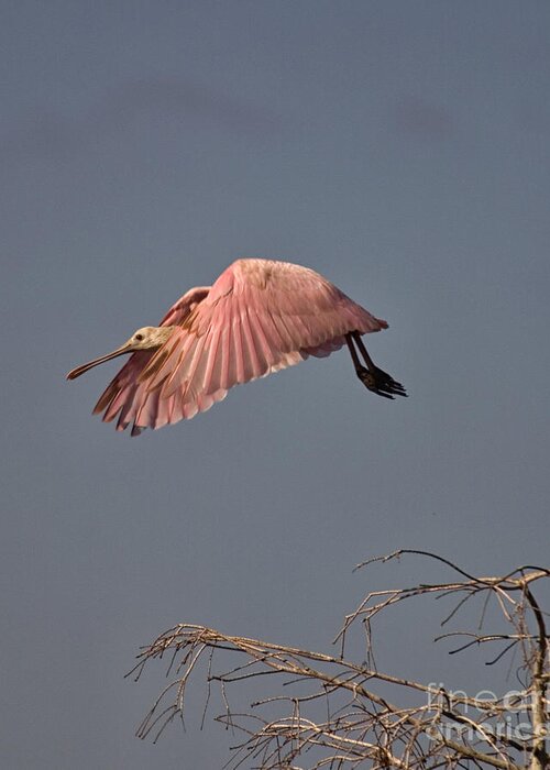Roseate Spoonbill Greeting Card featuring the photograph Roseate Spoonbill in Flight by John Harmon