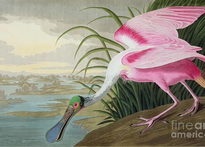 Audubon Greeting Card featuring the painting Roseate Spoonbill by John James Audubon