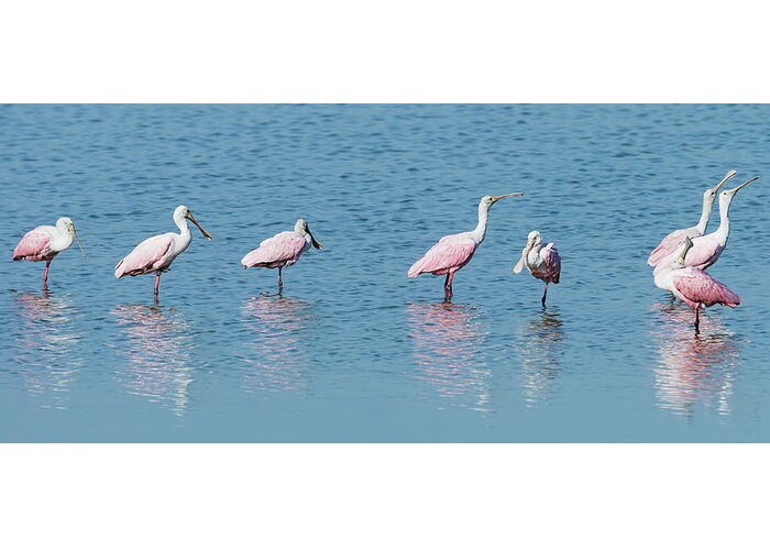 Audubon Greeting Card featuring the photograph Roseate Spoonbill Line-up by Dawn Currie