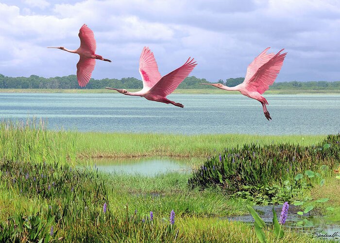 Birds Greeting Card featuring the digital art Roseate Spoonbills of Florida Bay by M Spadecaller