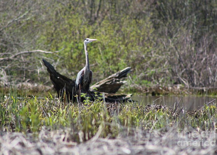 Heron Greeting Card featuring the photograph Roseland Lake Great Blue Heron by Neal Eslinger