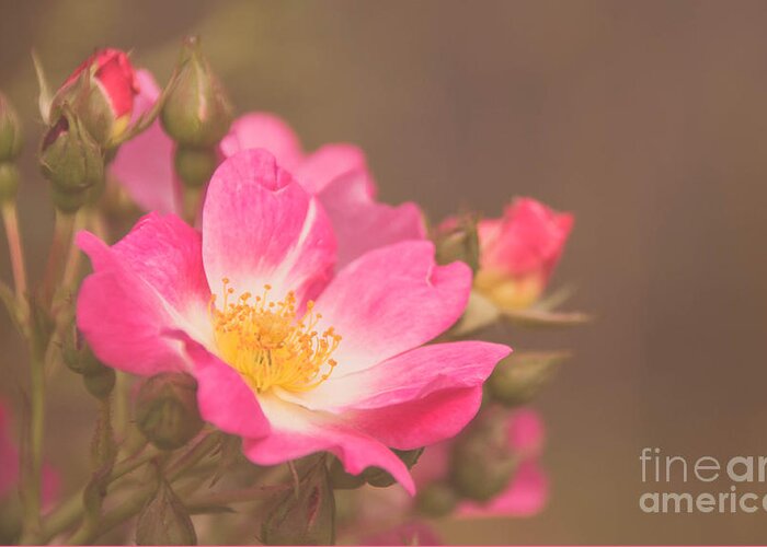 Single Greeting Card featuring the photograph Roses 3 by Andrea Anderegg