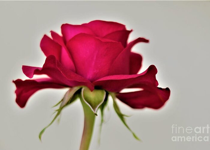  Single Greeting Card featuring the photograph Roses Are Red by Tracey Lee Cassin