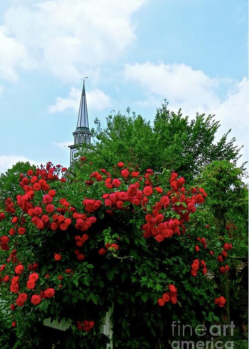 Mauricetown Greeting Card featuring the photograph Roses on the Fence in Mauricetown by Nancy Patterson