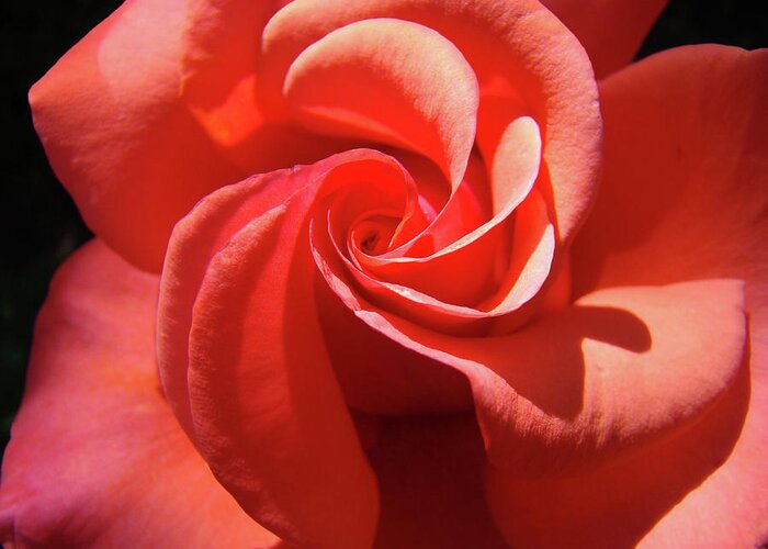 Rose Greeting Card featuring the photograph Roses Orange Rose Flower Spiral Artwork 4 Rose Garden Baslee Troutman by Patti Baslee