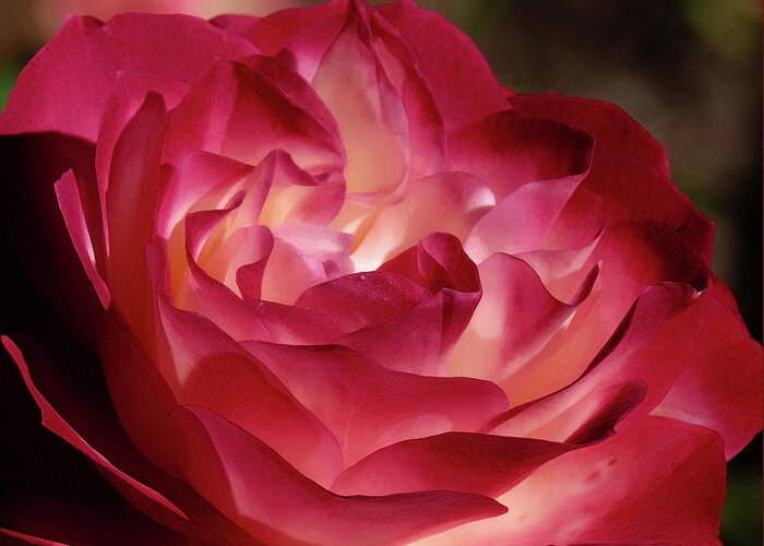 Rose Greeting Card featuring the photograph Rosy closeup by Ronda Ryan