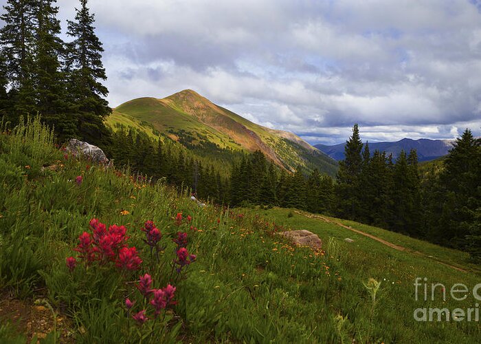 Rocky Mountains Greeting Card featuring the photograph Rosy Paintbrushes by Barbara Schultheis