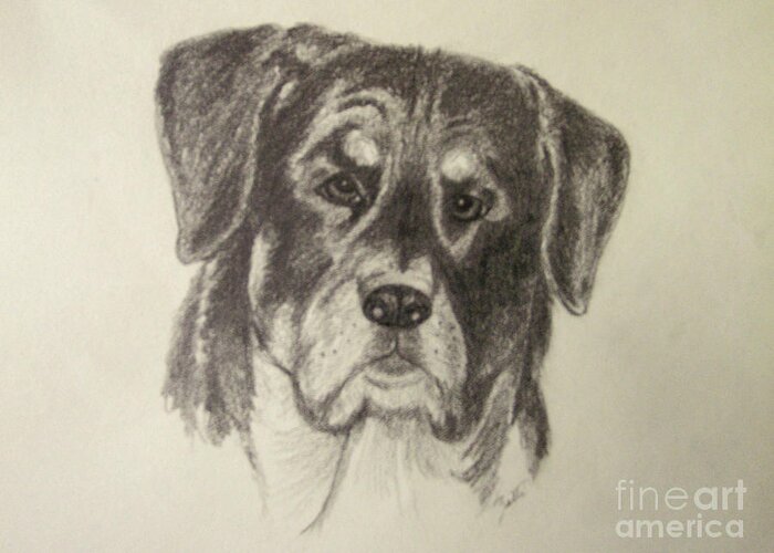 Rottweiler Greeting Card featuring the drawing Rottweiler by Suzette Kallen