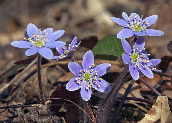 Flower Greeting Card featuring the photograph Round-lobed Hepatica DSPF116 by Gerry Gantt