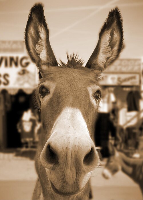 Route 66 Greeting Card featuring the photograph Route 66 - Oatman Donkeys by Mike McGlothlen
