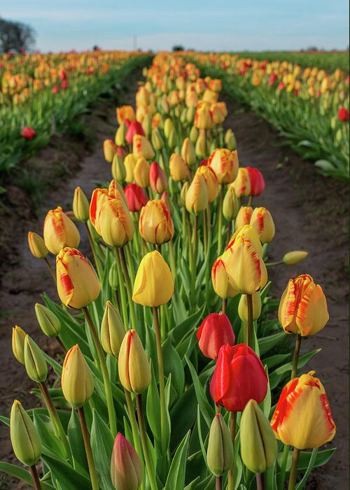Woodburn Greeting Card featuring the photograph Row of Tulips by Greg Nyquist