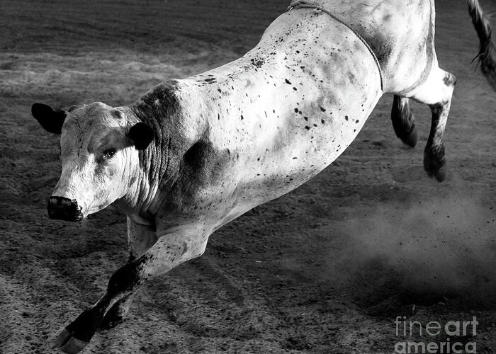 Denise Bruchman Greeting Card featuring the photograph Rowdy Bucking Bull by Denise Bruchman