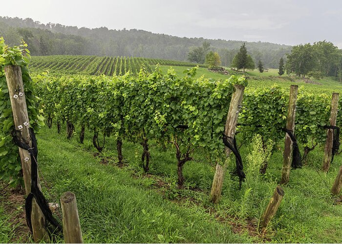 Alba Vineyard Greeting Card featuring the photograph Rows to Grow by Kristopher Schoenleber