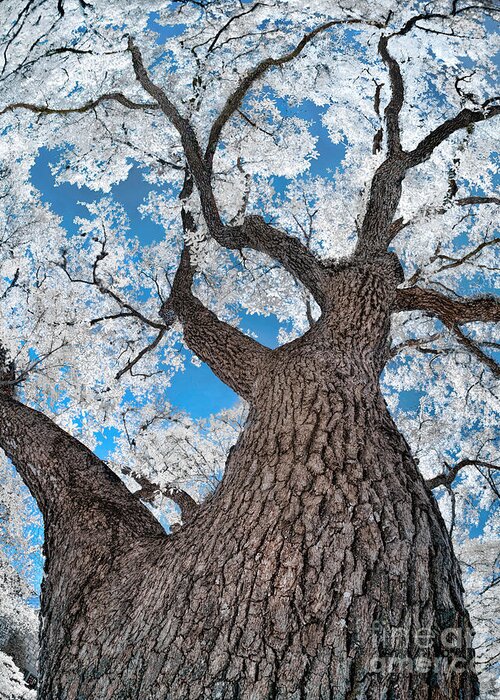 Top Artist Greeting Card featuring the photograph Royal Live Oak in Infrared by Norman Gabitzsch
