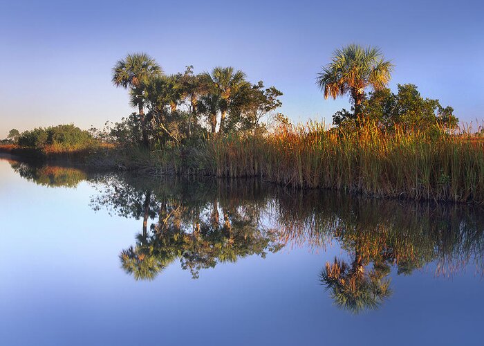 00175775 Greeting Card featuring the photograph Royal Palm Trees And Reeds by Tim Fitzharris