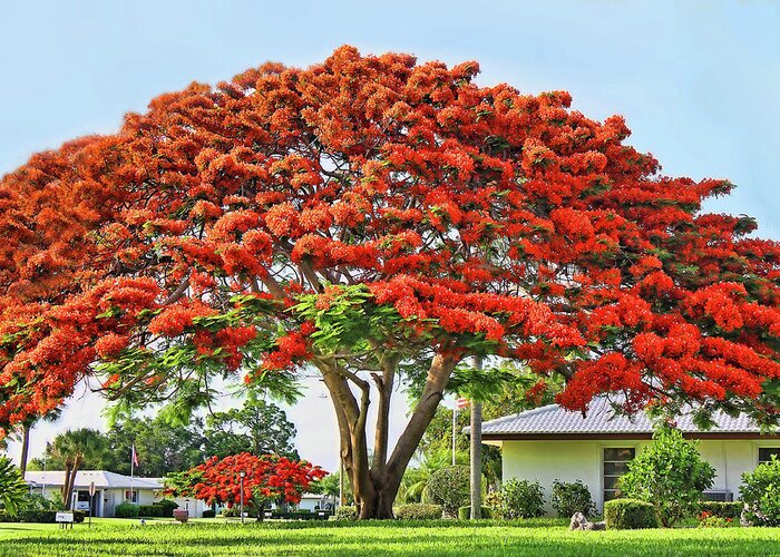 Poinciana Greeting Card featuring the photograph Royal Poinciana Tree by HH Photography of Florida