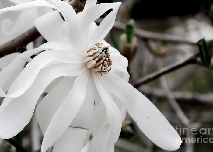 Daffodil Greeting Card featuring the photograph Royal Star Magnolia by Alissa Beth Photography