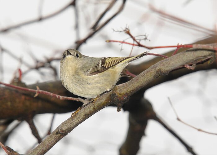 Ruby Crowned Kinglet Greeting Card featuring the photograph Ruby Crowned Kinglet by Mark Kantner