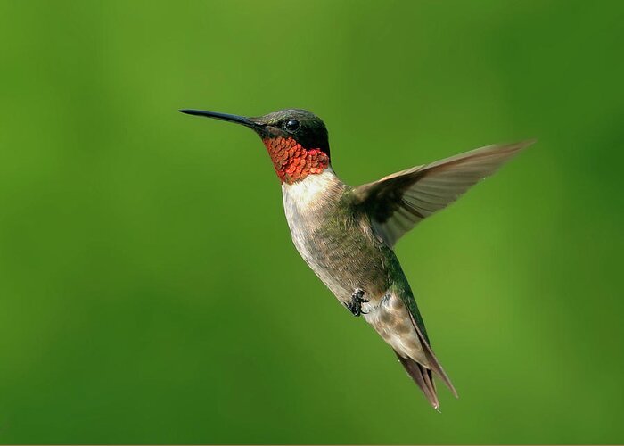 Hummingbird Greeting Card featuring the photograph Ruby Throat by Ronnie And Frances Howard