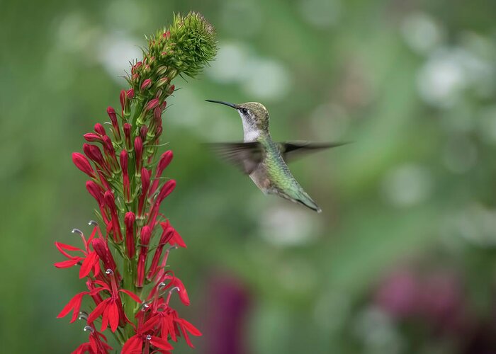 Ruby Throated Hummingbird Greeting Card featuring the photograph Ruby Throated Hummingbird 2016-4 by Thomas Young