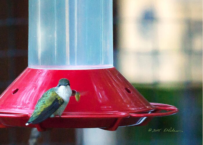 Heron Heaven Greeting Card featuring the photograph Ruby-throated Hummingbird At Feeder by Ed Peterson