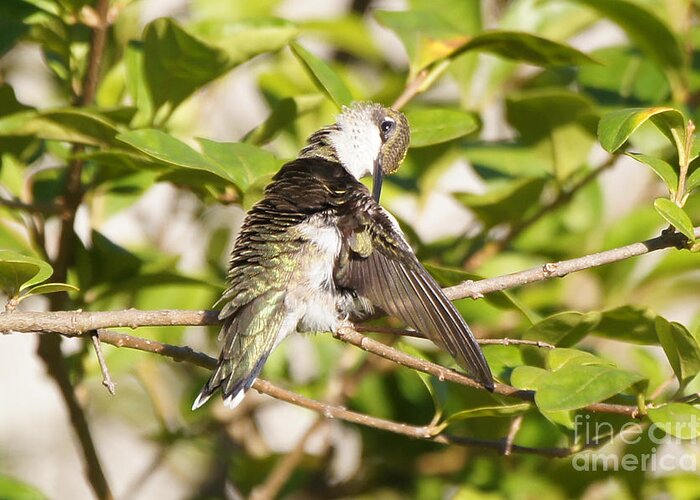 20150722-15639_v1-hbirdpreening Greeting Card featuring the photograph Ruby-throated Hummingbird Preening 1 by Robert E Alter Reflections of Infinity