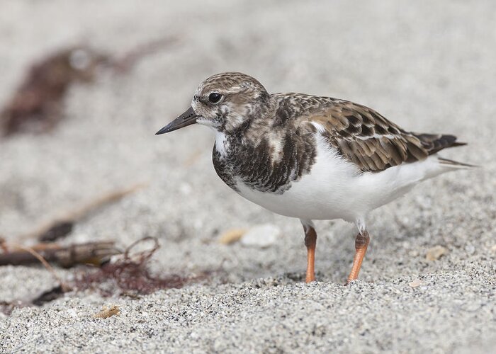 Arenaria Greeting Card featuring the photograph Ruddy Turnstone on the beach by David Watkins