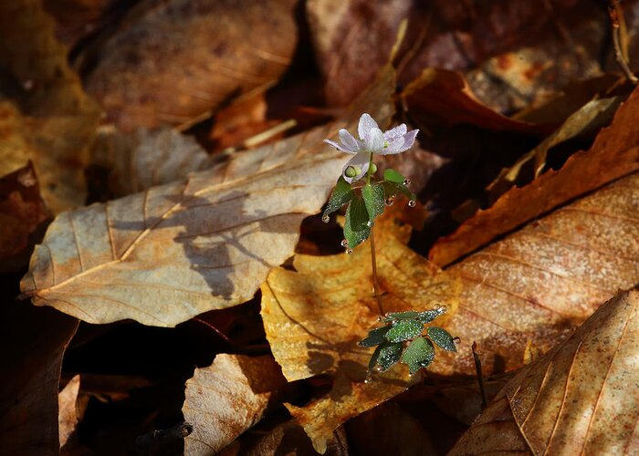 Rue Anemone Greeting Card featuring the photograph Rue Anemone at Sunrise by Michael Dougherty