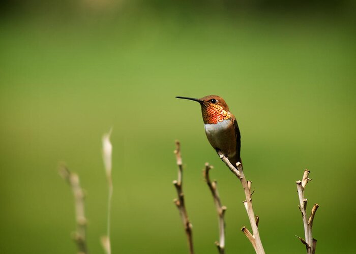 Bird Greeting Card featuring the photograph Rufous Hummingbird in Meadow by Mary Lee Dereske