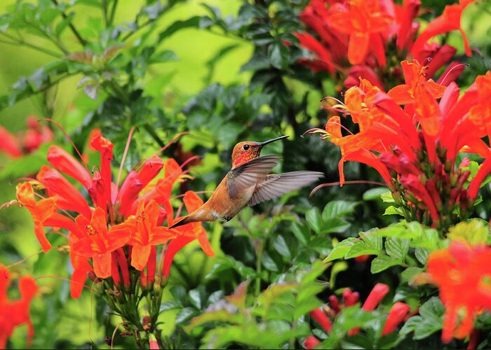 Rufous Hummingbird Greeting Card featuring the photograph Rufous in Orange by Lynn Bauer