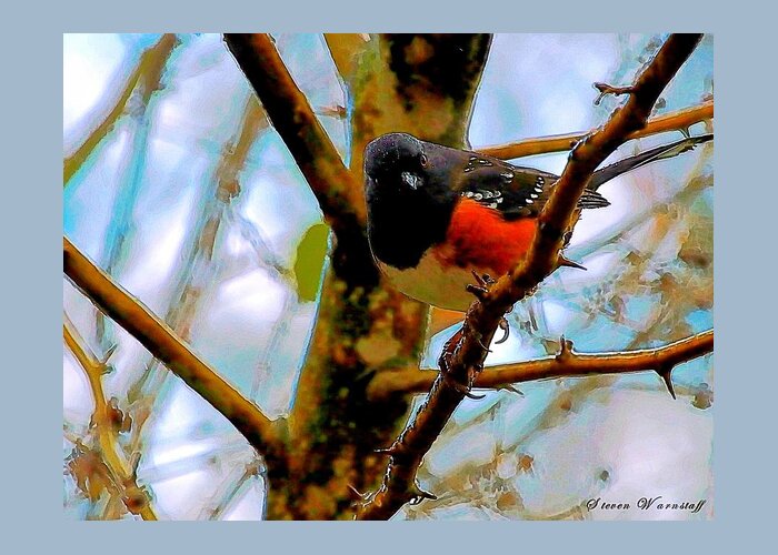 Bird Greeting Card featuring the photograph Rufous-sided Towhee by Steve Warnstaff