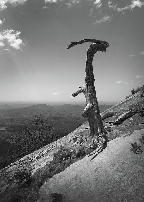 Kelly Hazel Greeting Card featuring the photograph Ruins of a Tree at Table Rock Trail Overlook TWO by Kelly Hazel