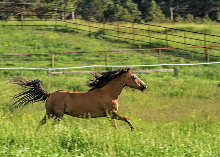 Equine Greeting Card featuring the photograph Run Romeo by Alana Thrower
