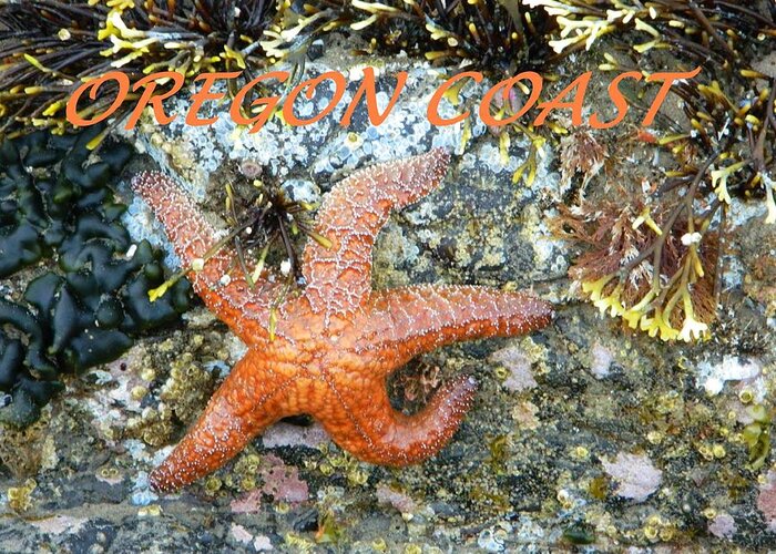 Starfish Greeting Card featuring the photograph Running Starfish by Gallery Of Hope 
