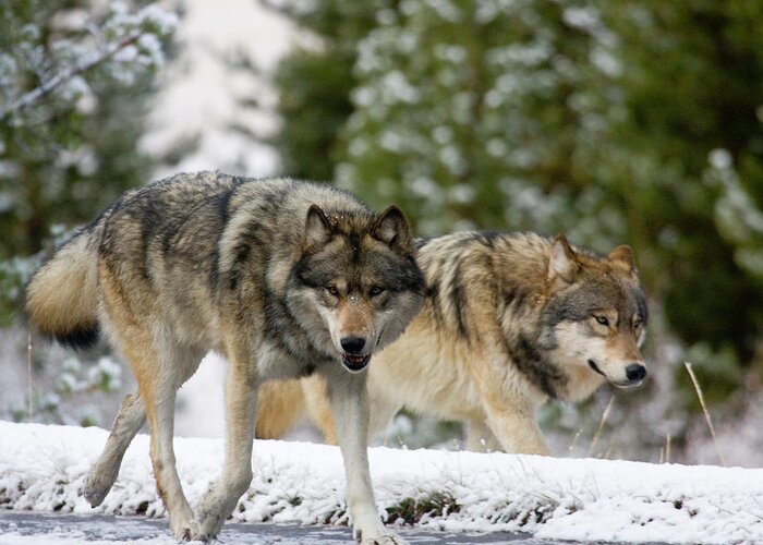 Wild Wolves Greeting Card featuring the photograph Running with the Pack by Mark Miller