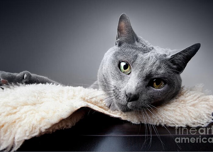 Russian Greeting Card featuring the photograph Russian Blue Cat by Nailia Schwarz