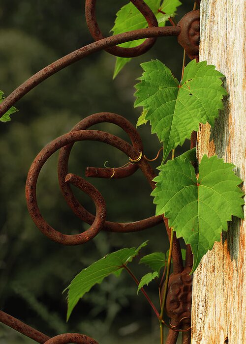 Grape Vine Greeting Card featuring the photograph Rust Vine by Grant Groberg