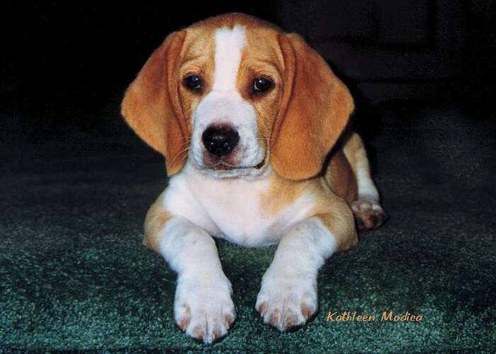 Beagle Art Paintings Greeting Card featuring the photograph Rusty Puppy by Kathleen Modica